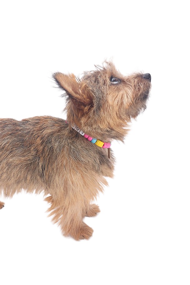 알록달록 비즈 장식이 돋보이는 Bubble Gum입니다. S, M, L 세 가지 사이즈로 출시되어 다양한 핏을 연출할 수 있으며, 패션 액세서리로 활용하여 개성 넘치는 스타일을 완성해보세요. 고급스러운 로고 패키지에 담겨 제공되며, 미사용 시 더스트백에 보관하여 더욱 오랫동안 즐길 수 있습니다. 비즈 소재 특성상 표면에 미세한 스크래치가 있을 수 있습니다.
