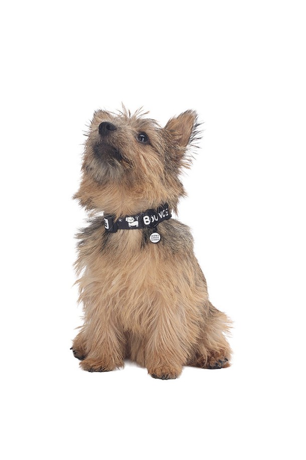 "Happy Bounce Collar"는 반려견의 편안함을 최우선으로 생각하여 제작된 목줄입니다. 부드러운 촉감의 웨빙 소재와 세련된 컬러, 커스텀 디자인으로 반려견에게 스타일리시함을 더하며, S, M, L 세 가지 사이즈 옵션으로 제공됩니다. 리드줄과 매칭하여 더욱 완벽한 스타일을 연출할 수 있는 Happy Bounce Collar로 소중한 반려견과의 산책을 더욱 즐겁게 만들어보세요.
