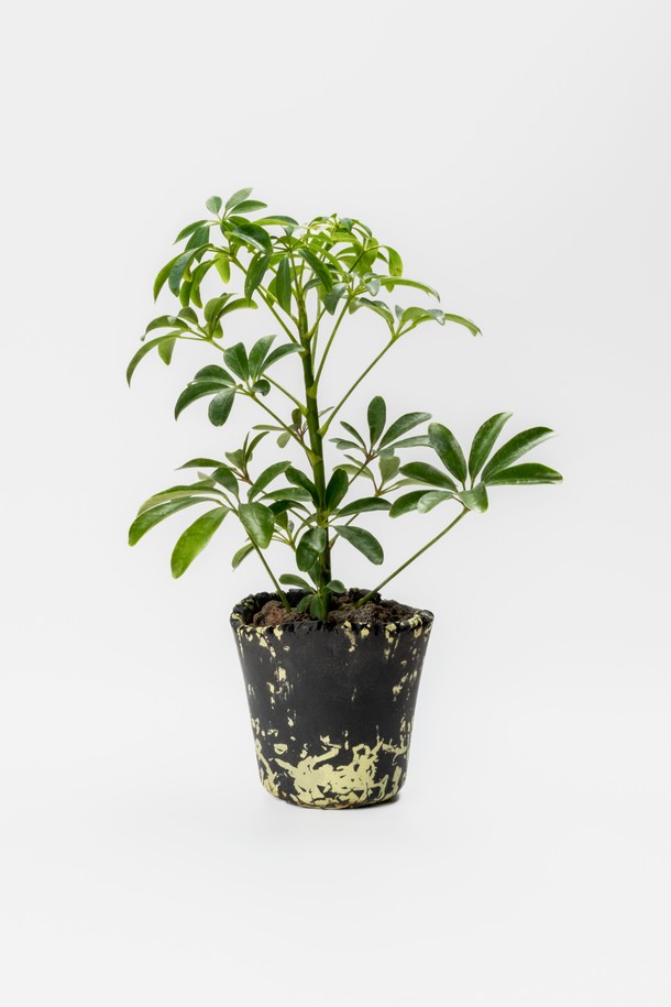 싱그러움을 선물하는 플랜트 세트 12. 홍콩야자입니다. 은은한 멋을 더하는 세라믹 화분에 싱그러운 홍콩야자를 담아, 공간에 생기를 더합니다. 전체 높이 27-32cm, 화분 직경 12cm로, 실내 어디에든 잘 어울립니다. 물주기는 주 1회, 관리 난이도는 쉬움이며, 생명력이 강해 초보 식물 관리자도 쉽게 키울 수 있습니다. 메시지 카드, 식물 관리 가이드, 친환경 포장재와 안전 포장으로 구성되어, 선물용으로도 좋습니다.
