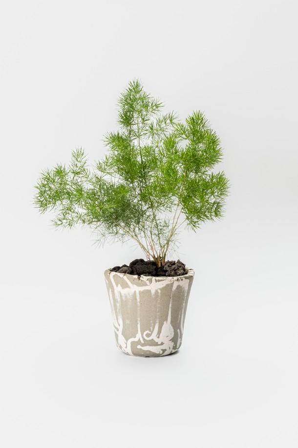 "플랜트 세트 12. 미리오클라두스"는 우산형 잎 디자인이 돋보이는 아스파라거스과 식물입니다. 12cm 도자기 화분에 심어져 있으며, 전체 높이는 27-32cm입니다. 물주기는 1주일에 한 번으로 관리가 용이하며 '변하지 않는 마음'이라는 아름다운 꽃말을 가지고 있어 집들이, 기념일 선물 또는 인테리어 소품으로 적합합니다. 식물, 화분, 기프트 백, 메시지 카드, 식물 관리 가이드로 구성되어 있으며, 재활용 가능한 종이 완충재를 사용하여 안전하게 포장됩니다.
