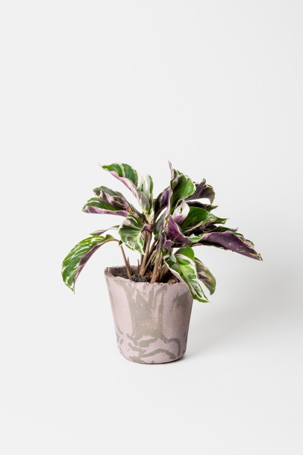 **플랜트 세트 12. 퓨전화이트**는 수채화 잎 패턴 디자인이 돋보이는 엘레강스 스타일의 홈데코/화분 세트입니다. 고화도 도자기 소재의 퓨전화이트 화분에 식물이 담겨 제공되며, 선물 포장백, 메시지 카드, 식물 관리 가이드가 함께 구성되어 선물용으로도 좋습니다. 공기 정화 기능이 있으며, 초보자도 쉽게 시작할 수 있도록 돕습니다. 친환경 포장재와 재활용 가능한 종이 쿠션 소재를 사용하여 환경까지 생각했습니다. 관리 난이도는 중급이며, 주 1회 급수를 권장합니다.
