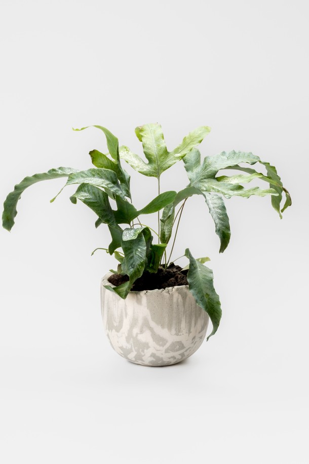 싱그러운 블루그린 컬러와 실버 톤이 조화롭게 어우러진 플랜트 세트 12. 블루스타펀 고사리입니다. 웨이브형 잎사귀와 자연스러운 잎 패턴, 그리고 웨이브 텍스처가 돋보이는 세라믹 화분이 실내 숲 분위기를 연출합니다. 공기 정화와 습도 유지 기능은 물론, 뜻밖의 즐거움이라는 꽃말을 지닌 블루스타펀 고사리는 소중한 분에게 선물하기에도 좋습니다. 세트 구성은 식물, 세라믹 화분, 쇼핑백, 메시지 카드, 관리 가이드로, 중급 난이도의 식물 관리를 위한 모든 것을 갖추고 있습니다. 재활용 가능한 포장재를 사용하여 환경까지 생각했습니다.
