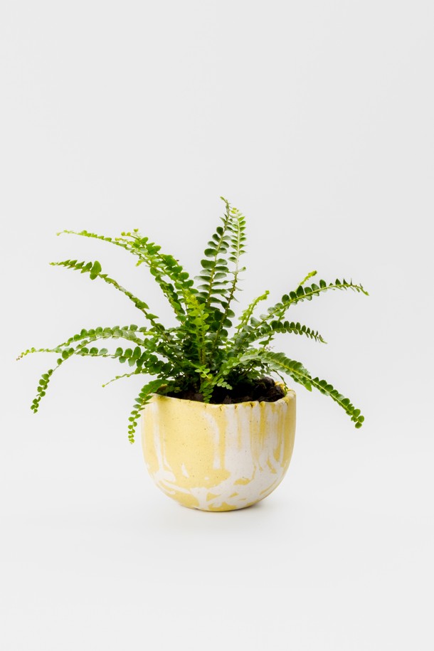 플랜트 세트 12. 더피고사리는 둥근 잎과 줄기를 따라 무성하게 자라는 더피고사리를 고온도자기로 제작된 화분에 담아 선보입니다. 화이트와 옐로우 색상의 조화로 어느 공간에나 잘 어울리며, 인테리어 및 선물용으로 좋습니다. 반려동물에게 안전하며, 선물 포장과 메시지 카드, 식물 관리 가이드가 함께 제공되어 특별함을 더합니다. 관리 난이도는 중급이며, 주 1회 물주기와 밝은 간접광 아래에서 관리하면 싱그러움을 오래 유지할 수 있습니다.
