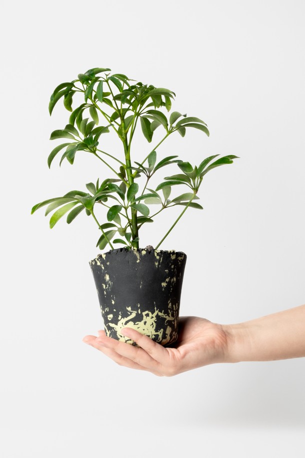 싱그러움을 선물하는 플랜트 세트 12. 홍콩야자입니다. 은은한 멋을 더하는 세라믹 화분에 싱그러운 홍콩야자를 담아, 공간에 생기를 더합니다. 전체 높이 27-32cm, 화분 직경 12cm로, 실내 어디에든 잘 어울립니다. 물주기는 주 1회, 관리 난이도는 쉬움이며, 생명력이 강해 초보 식물 관리자도 쉽게 키울 수 있습니다. 메시지 카드, 식물 관리 가이드, 친환경 포장재와 안전 포장으로 구성되어, 선물용으로도 좋습니다.
