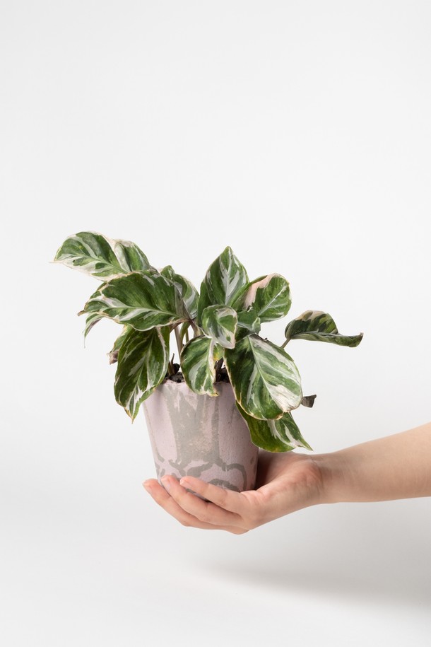 **플랜트 세트 12. 퓨전화이트**는 수채화 잎 패턴 디자인이 돋보이는 엘레강스 스타일의 홈데코/화분 세트입니다. 고화도 도자기 소재의 퓨전화이트 화분에 식물이 담겨 제공되며, 선물 포장백, 메시지 카드, 식물 관리 가이드가 함께 구성되어 선물용으로도 좋습니다. 공기 정화 기능이 있으며, 초보자도 쉽게 시작할 수 있도록 돕습니다. 친환경 포장재와 재활용 가능한 종이 쿠션 소재를 사용하여 환경까지 생각했습니다. 관리 난이도는 중급이며, 주 1회 급수를 권장합니다.
