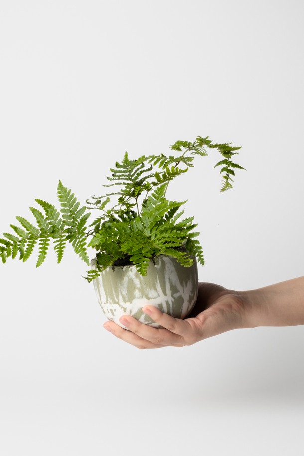 플랜트 세트 12. 넉줄고사리는 세라믹 화분에 담긴 넉줄고사리 식물과 함께 선물 포장백, 메시지 카드, 식물 관리 가이드로 구성된 홈데코 상품입니다. 화이트와 그린 색상의 조화가 돋보이는 중형 사이즈로, 내추럴하고 미니멀한 스타일을 연출합니다. 저광량 환경에서도 잘 자라 공기 정화 기능까지 갖춰 실내 인테리어에 적합합니다. 넉줄고사리는 주 1회 물주기를 권장하며, 선물용으로도 좋습니다. 넉줄고사리 플랜트 세트로 집 안을 싱그럽게 꾸며보세요.
