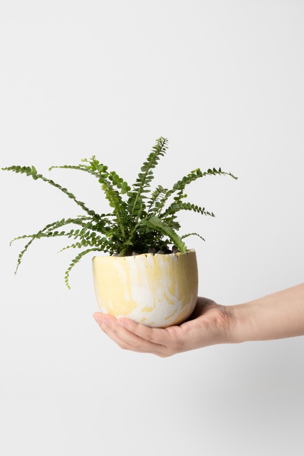 플랜트 세트 12. 더피고사리는 둥근 잎과 줄기를 따라 무성하게 자라는 더피고사리를 고온도자기로 제작된 화분에 담아 선보입니다. 화이트와 옐로우 색상의 조화로 어느 공간에나 잘 어울리며, 인테리어 및 선물용으로 좋습니다. 반려동물에게 안전하며, 선물 포장과 메시지 카드, 식물 관리 가이드가 함께 제공되어 특별함을 더합니다. 관리 난이도는 중급이며, 주 1회 물주기와 밝은 간접광 아래에서 관리하면 싱그러움을 오래 유지할 수 있습니다.
