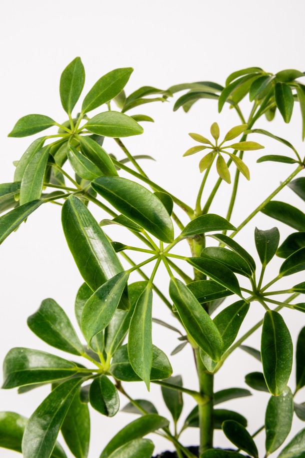 싱그러움을 선물하는 플랜트 세트 12. 홍콩야자입니다. 은은한 멋을 더하는 세라믹 화분에 싱그러운 홍콩야자를 담아, 공간에 생기를 더합니다. 전체 높이 27-32cm, 화분 직경 12cm로, 실내 어디에든 잘 어울립니다. 물주기는 주 1회, 관리 난이도는 쉬움이며, 생명력이 강해 초보 식물 관리자도 쉽게 키울 수 있습니다. 메시지 카드, 식물 관리 가이드, 친환경 포장재와 안전 포장으로 구성되어, 선물용으로도 좋습니다.
