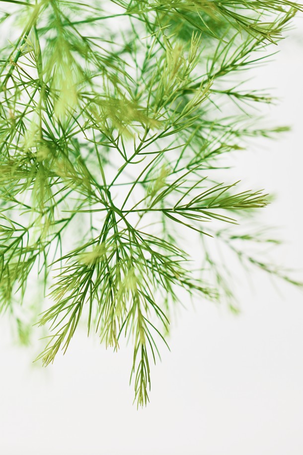 "플랜트 세트 12. 미리오클라두스"는 우산형 잎 디자인이 돋보이는 아스파라거스과 식물입니다. 12cm 도자기 화분에 심어져 있으며, 전체 높이는 27-32cm입니다. 물주기는 1주일에 한 번으로 관리가 용이하며 '변하지 않는 마음'이라는 아름다운 꽃말을 가지고 있어 집들이, 기념일 선물 또는 인테리어 소품으로 적합합니다. 식물, 화분, 기프트 백, 메시지 카드, 식물 관리 가이드로 구성되어 있으며, 재활용 가능한 종이 완충재를 사용하여 안전하게 포장됩니다.
