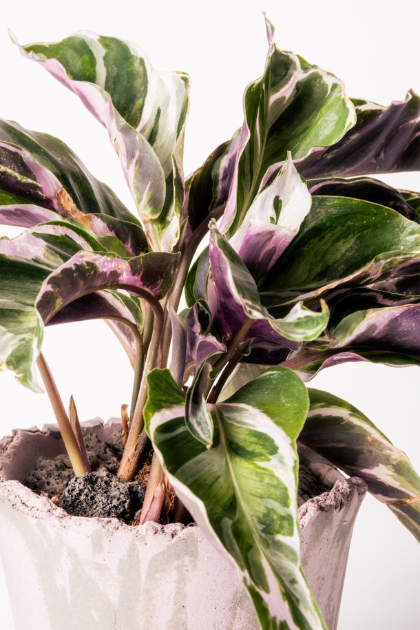 **플랜트 세트 12. 퓨전화이트**는 수채화 잎 패턴 디자인이 돋보이는 엘레강스 스타일의 홈데코/화분 세트입니다. 고화도 도자기 소재의 퓨전화이트 화분에 식물이 담겨 제공되며, 선물 포장백, 메시지 카드, 식물 관리 가이드가 함께 구성되어 선물용으로도 좋습니다. 공기 정화 기능이 있으며, 초보자도 쉽게 시작할 수 있도록 돕습니다. 친환경 포장재와 재활용 가능한 종이 쿠션 소재를 사용하여 환경까지 생각했습니다. 관리 난이도는 중급이며, 주 1회 급수를 권장합니다.
