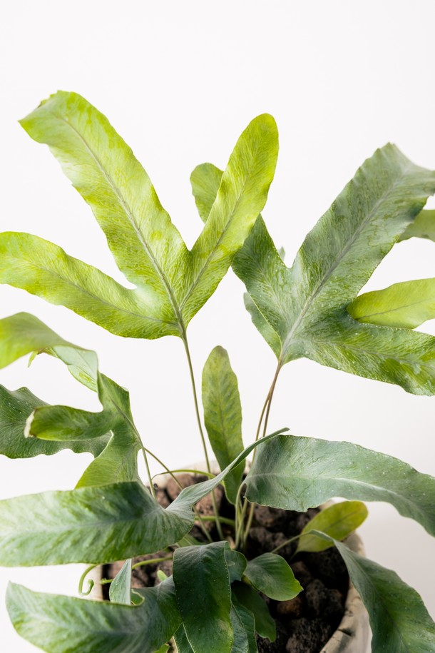 싱그러운 블루그린 컬러와 실버 톤이 조화롭게 어우러진 플랜트 세트 12. 블루스타펀 고사리입니다. 웨이브형 잎사귀와 자연스러운 잎 패턴, 그리고 웨이브 텍스처가 돋보이는 세라믹 화분이 실내 숲 분위기를 연출합니다. 공기 정화와 습도 유지 기능은 물론, 뜻밖의 즐거움이라는 꽃말을 지닌 블루스타펀 고사리는 소중한 분에게 선물하기에도 좋습니다. 세트 구성은 식물, 세라믹 화분, 쇼핑백, 메시지 카드, 관리 가이드로, 중급 난이도의 식물 관리를 위한 모든 것을 갖추고 있습니다. 재활용 가능한 포장재를 사용하여 환경까지 생각했습니다.
