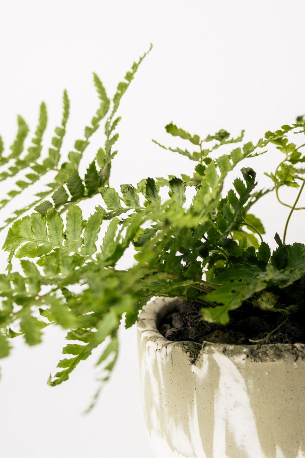 플랜트 세트 12. 넉줄고사리는 세라믹 화분에 담긴 넉줄고사리 식물과 함께 선물 포장백, 메시지 카드, 식물 관리 가이드로 구성된 홈데코 상품입니다. 화이트와 그린 색상의 조화가 돋보이는 중형 사이즈로, 내추럴하고 미니멀한 스타일을 연출합니다. 저광량 환경에서도 잘 자라 공기 정화 기능까지 갖춰 실내 인테리어에 적합합니다. 넉줄고사리는 주 1회 물주기를 권장하며, 선물용으로도 좋습니다. 넉줄고사리 플랜트 세트로 집 안을 싱그럽게 꾸며보세요.
