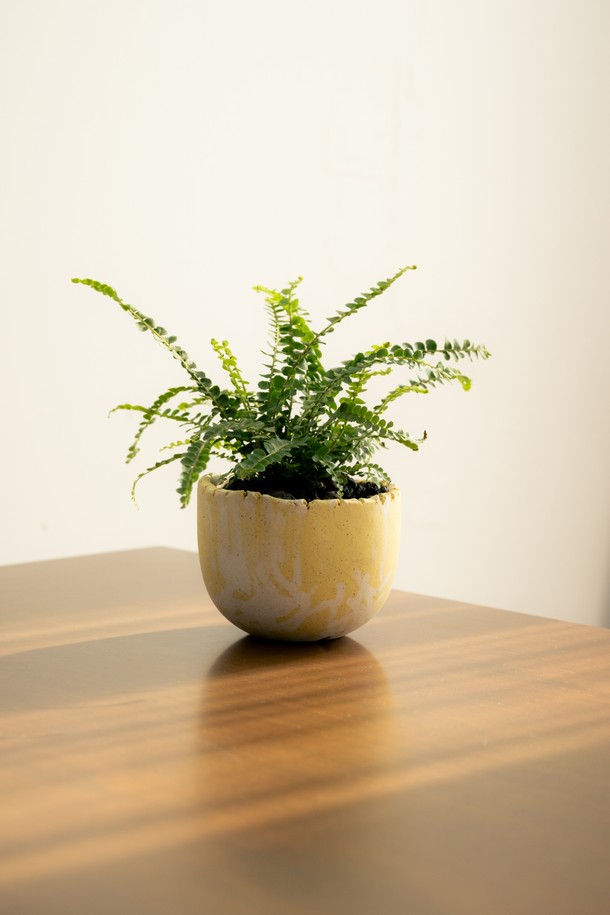 플랜트 세트 12. 더피고사리는 둥근 잎과 줄기를 따라 무성하게 자라는 더피고사리를 고온도자기로 제작된 화분에 담아 선보입니다. 화이트와 옐로우 색상의 조화로 어느 공간에나 잘 어울리며, 인테리어 및 선물용으로 좋습니다. 반려동물에게 안전하며, 선물 포장과 메시지 카드, 식물 관리 가이드가 함께 제공되어 특별함을 더합니다. 관리 난이도는 중급이며, 주 1회 물주기와 밝은 간접광 아래에서 관리하면 싱그러움을 오래 유지할 수 있습니다.
