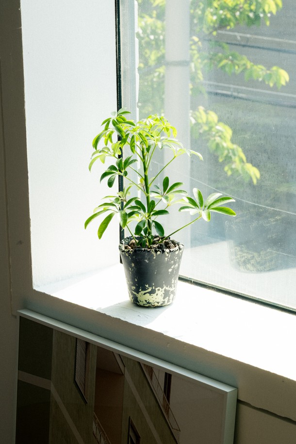 싱그러움을 선물하는 플랜트 세트 12. 홍콩야자입니다. 은은한 멋을 더하는 세라믹 화분에 싱그러운 홍콩야자를 담아, 공간에 생기를 더합니다. 전체 높이 27-32cm, 화분 직경 12cm로, 실내 어디에든 잘 어울립니다. 물주기는 주 1회, 관리 난이도는 쉬움이며, 생명력이 강해 초보 식물 관리자도 쉽게 키울 수 있습니다. 메시지 카드, 식물 관리 가이드, 친환경 포장재와 안전 포장으로 구성되어, 선물용으로도 좋습니다.
