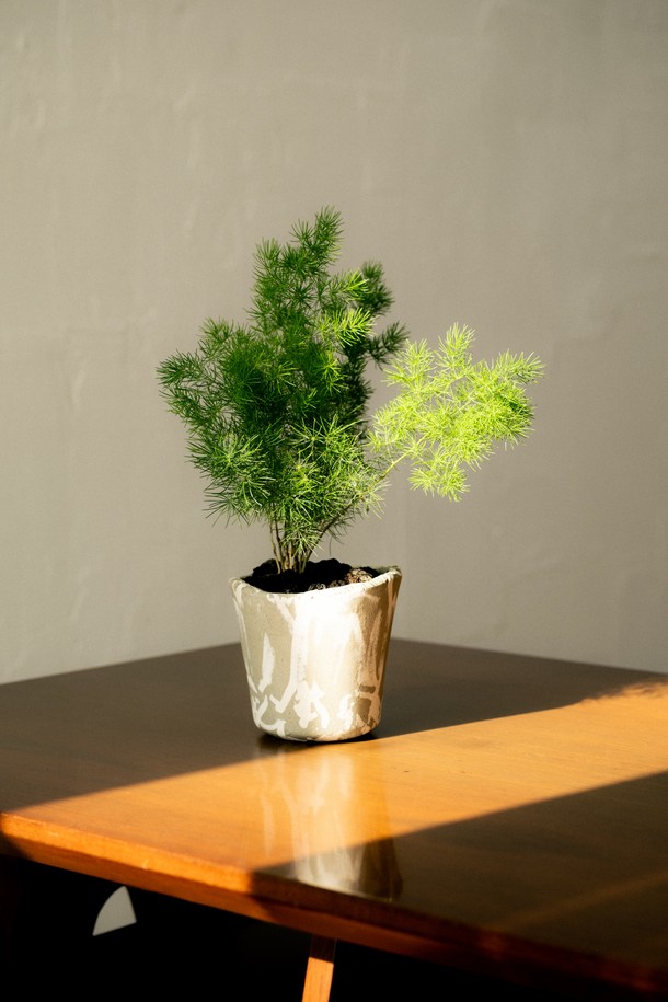 "플랜트 세트 12. 미리오클라두스"는 우산형 잎 디자인이 돋보이는 아스파라거스과 식물입니다. 12cm 도자기 화분에 심어져 있으며, 전체 높이는 27-32cm입니다. 물주기는 1주일에 한 번으로 관리가 용이하며 '변하지 않는 마음'이라는 아름다운 꽃말을 가지고 있어 집들이, 기념일 선물 또는 인테리어 소품으로 적합합니다. 식물, 화분, 기프트 백, 메시지 카드, 식물 관리 가이드로 구성되어 있으며, 재활용 가능한 종이 완충재를 사용하여 안전하게 포장됩니다.
