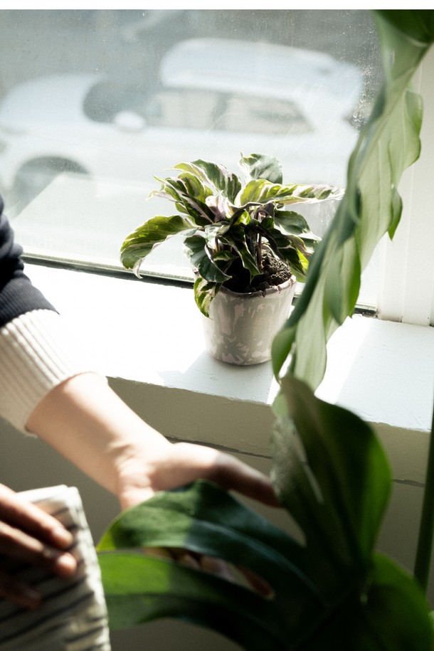 **플랜트 세트 12. 퓨전화이트**는 수채화 잎 패턴 디자인이 돋보이는 엘레강스 스타일의 홈데코/화분 세트입니다. 고화도 도자기 소재의 퓨전화이트 화분에 식물이 담겨 제공되며, 선물 포장백, 메시지 카드, 식물 관리 가이드가 함께 구성되어 선물용으로도 좋습니다. 공기 정화 기능이 있으며, 초보자도 쉽게 시작할 수 있도록 돕습니다. 친환경 포장재와 재활용 가능한 종이 쿠션 소재를 사용하여 환경까지 생각했습니다. 관리 난이도는 중급이며, 주 1회 급수를 권장합니다.
