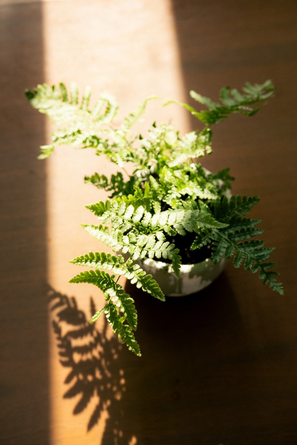 플랜트 세트 12. 넉줄고사리는 세라믹 화분에 담긴 넉줄고사리 식물과 함께 선물 포장백, 메시지 카드, 식물 관리 가이드로 구성된 홈데코 상품입니다. 화이트와 그린 색상의 조화가 돋보이는 중형 사이즈로, 내추럴하고 미니멀한 스타일을 연출합니다. 저광량 환경에서도 잘 자라 공기 정화 기능까지 갖춰 실내 인테리어에 적합합니다. 넉줄고사리는 주 1회 물주기를 권장하며, 선물용으로도 좋습니다. 넉줄고사리 플랜트 세트로 집 안을 싱그럽게 꾸며보세요.
