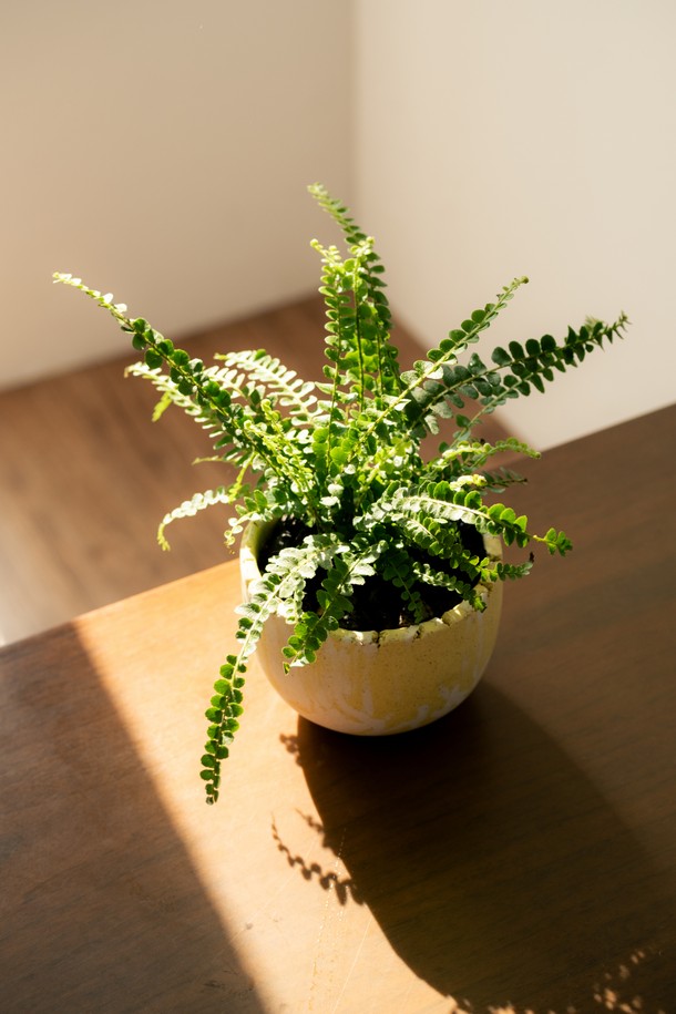 플랜트 세트 12. 더피고사리는 둥근 잎과 줄기를 따라 무성하게 자라는 더피고사리를 고온도자기로 제작된 화분에 담아 선보입니다. 화이트와 옐로우 색상의 조화로 어느 공간에나 잘 어울리며, 인테리어 및 선물용으로 좋습니다. 반려동물에게 안전하며, 선물 포장과 메시지 카드, 식물 관리 가이드가 함께 제공되어 특별함을 더합니다. 관리 난이도는 중급이며, 주 1회 물주기와 밝은 간접광 아래에서 관리하면 싱그러움을 오래 유지할 수 있습니다.
