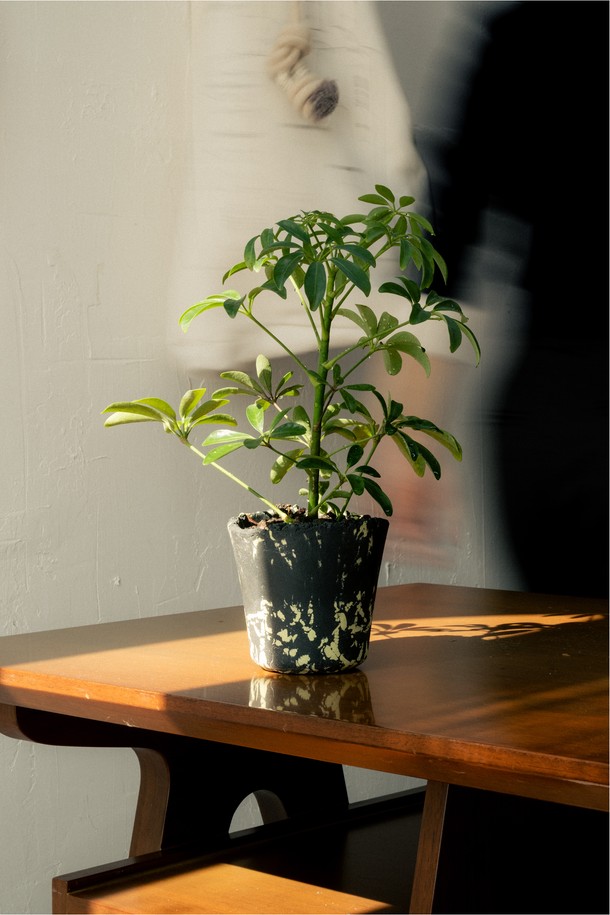 싱그러움을 선물하는 플랜트 세트 12. 홍콩야자입니다. 은은한 멋을 더하는 세라믹 화분에 싱그러운 홍콩야자를 담아, 공간에 생기를 더합니다. 전체 높이 27-32cm, 화분 직경 12cm로, 실내 어디에든 잘 어울립니다. 물주기는 주 1회, 관리 난이도는 쉬움이며, 생명력이 강해 초보 식물 관리자도 쉽게 키울 수 있습니다. 메시지 카드, 식물 관리 가이드, 친환경 포장재와 안전 포장으로 구성되어, 선물용으로도 좋습니다.
