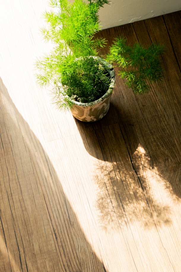 "플랜트 세트 12. 미리오클라두스"는 우산형 잎 디자인이 돋보이는 아스파라거스과 식물입니다. 12cm 도자기 화분에 심어져 있으며, 전체 높이는 27-32cm입니다. 물주기는 1주일에 한 번으로 관리가 용이하며 '변하지 않는 마음'이라는 아름다운 꽃말을 가지고 있어 집들이, 기념일 선물 또는 인테리어 소품으로 적합합니다. 식물, 화분, 기프트 백, 메시지 카드, 식물 관리 가이드로 구성되어 있으며, 재활용 가능한 종이 완충재를 사용하여 안전하게 포장됩니다.
