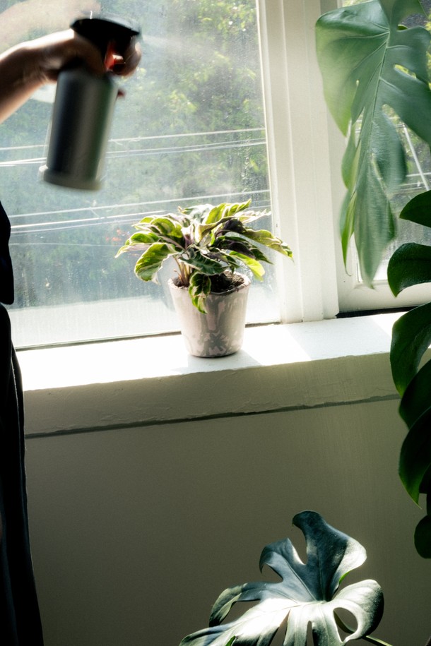 **플랜트 세트 12. 퓨전화이트**는 수채화 잎 패턴 디자인이 돋보이는 엘레강스 스타일의 홈데코/화분 세트입니다. 고화도 도자기 소재의 퓨전화이트 화분에 식물이 담겨 제공되며, 선물 포장백, 메시지 카드, 식물 관리 가이드가 함께 구성되어 선물용으로도 좋습니다. 공기 정화 기능이 있으며, 초보자도 쉽게 시작할 수 있도록 돕습니다. 친환경 포장재와 재활용 가능한 종이 쿠션 소재를 사용하여 환경까지 생각했습니다. 관리 난이도는 중급이며, 주 1회 급수를 권장합니다.
