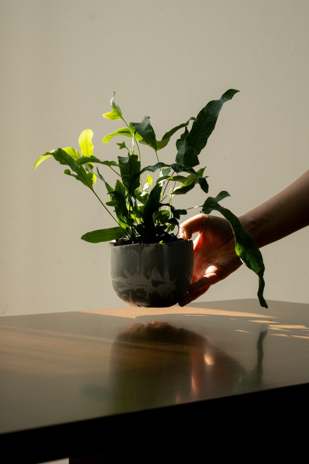 싱그러운 블루그린 컬러와 실버 톤이 조화롭게 어우러진 플랜트 세트 12. 블루스타펀 고사리입니다. 웨이브형 잎사귀와 자연스러운 잎 패턴, 그리고 웨이브 텍스처가 돋보이는 세라믹 화분이 실내 숲 분위기를 연출합니다. 공기 정화와 습도 유지 기능은 물론, 뜻밖의 즐거움이라는 꽃말을 지닌 블루스타펀 고사리는 소중한 분에게 선물하기에도 좋습니다. 세트 구성은 식물, 세라믹 화분, 쇼핑백, 메시지 카드, 관리 가이드로, 중급 난이도의 식물 관리를 위한 모든 것을 갖추고 있습니다. 재활용 가능한 포장재를 사용하여 환경까지 생각했습니다.
