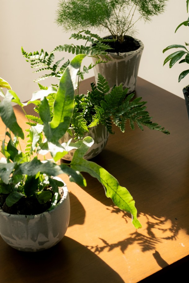 플랜트 세트 12. 넉줄고사리는 세라믹 화분에 담긴 넉줄고사리 식물과 함께 선물 포장백, 메시지 카드, 식물 관리 가이드로 구성된 홈데코 상품입니다. 화이트와 그린 색상의 조화가 돋보이는 중형 사이즈로, 내추럴하고 미니멀한 스타일을 연출합니다. 저광량 환경에서도 잘 자라 공기 정화 기능까지 갖춰 실내 인테리어에 적합합니다. 넉줄고사리는 주 1회 물주기를 권장하며, 선물용으로도 좋습니다. 넉줄고사리 플랜트 세트로 집 안을 싱그럽게 꾸며보세요.
