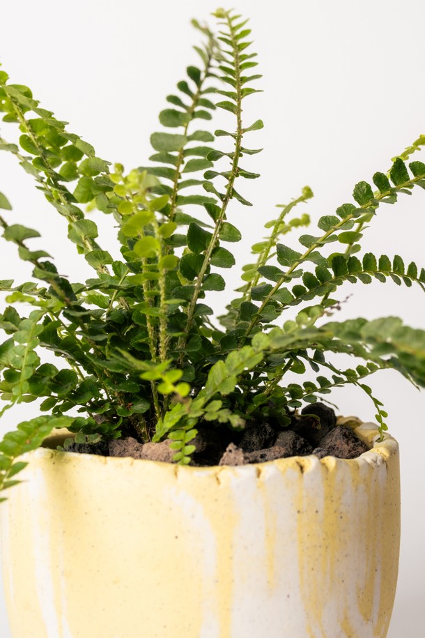 플랜트 세트 12. 더피고사리는 둥근 잎과 줄기를 따라 무성하게 자라는 더피고사리를 고온도자기로 제작된 화분에 담아 선보입니다. 화이트와 옐로우 색상의 조화로 어느 공간에나 잘 어울리며, 인테리어 및 선물용으로 좋습니다. 반려동물에게 안전하며, 선물 포장과 메시지 카드, 식물 관리 가이드가 함께 제공되어 특별함을 더합니다. 관리 난이도는 중급이며, 주 1회 물주기와 밝은 간접광 아래에서 관리하면 싱그러움을 오래 유지할 수 있습니다.
